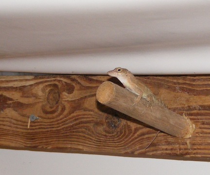 The tan gecko with a white
           throat is perched on a peg that is jutting out of the
           board underneath the white canvas ceiling. 