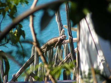 The iguana is stretched out
            on the sloping branch of the pipe organ cactus, legs dangling
            on either side of the branch. Tree leaves are in the foreground
            and the blue surface of the bay in the background.