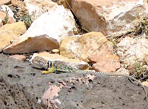 Lizard with colorful collar