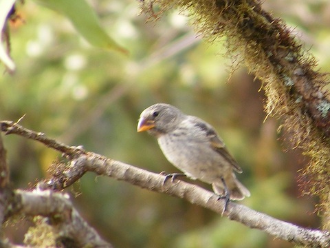 A Galapagos finch perched in a tree