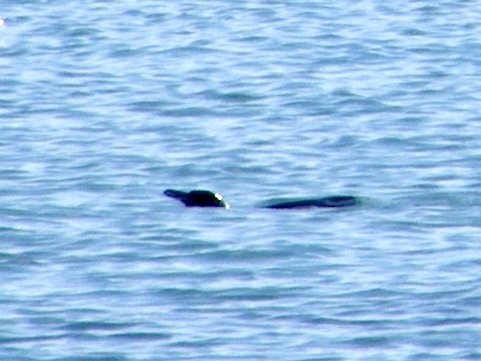 The head and back of on penguin swimming from the shore