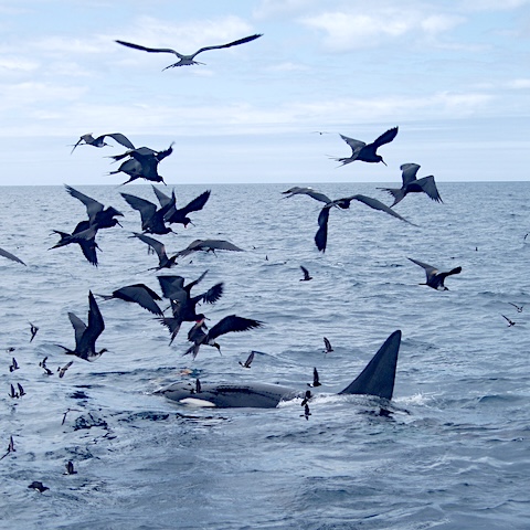 Orca and sea birds
