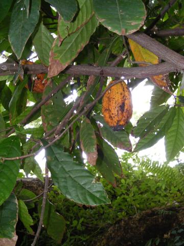 The leaves and fruit of a Cacao plant growing                    alongside one of the paths in Joya de Cerén