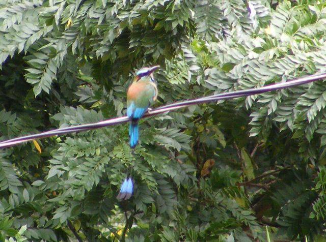 A torogoz sitting on a wire with tree leaves                  in the background. The bird's back is to us                 with its head turned to the right. Its back is                 orange, the wings are green and blue. The long                 tail is bright blue ending in black tips.