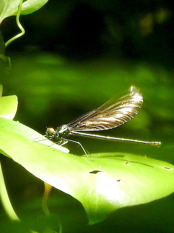 A dragonfly sitting on a leaf