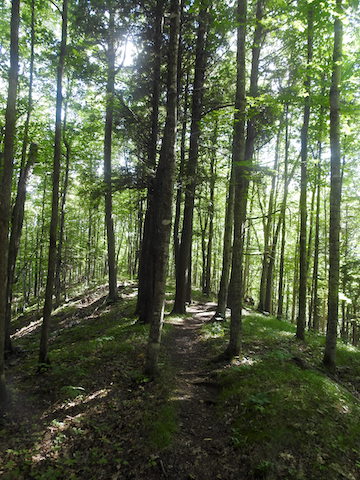 Tall pine trees surround the trail along a ridge