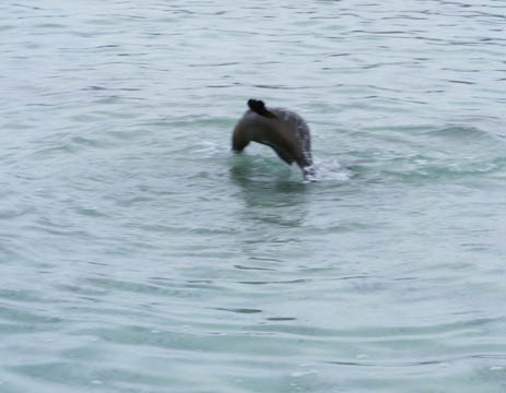 Sea lion jumping out of the water