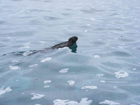 Marine iguana swimming out to sea