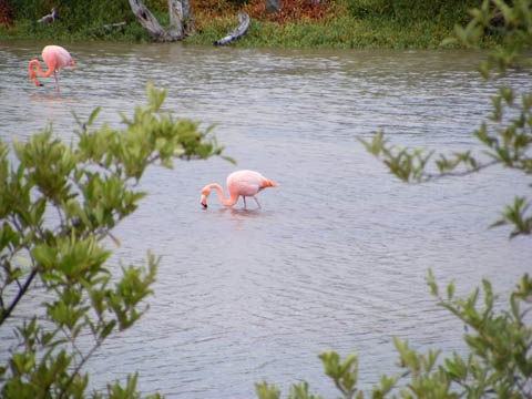 Flamingos on Floreana