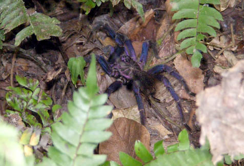 Blue tarantula at Cerro Blanco