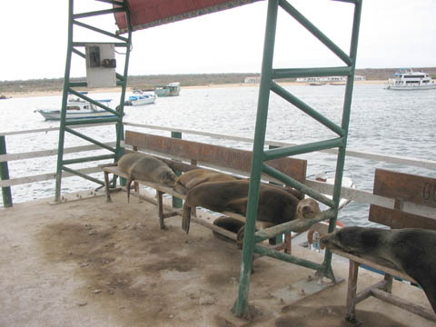 Sea Lions occupying a bench