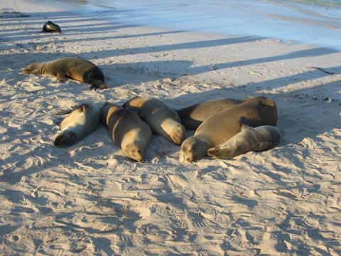 More sea lions