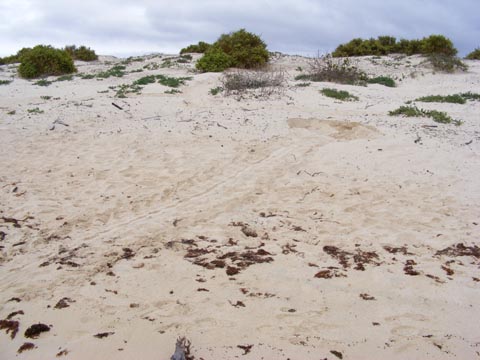 Trail made by a sea turtle and the nest where she laid her eggs