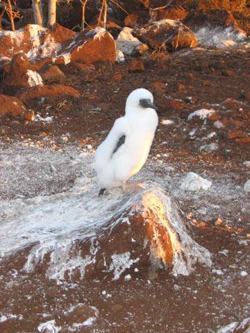 A booby chick shortly after sunrise