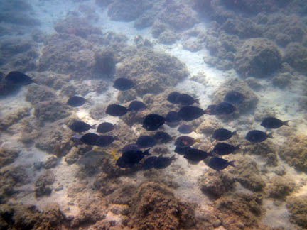 With the sun light coming from
           behind them, a school of about 30 blue tangs appears dark against
           the mostly rocky sea bottom.