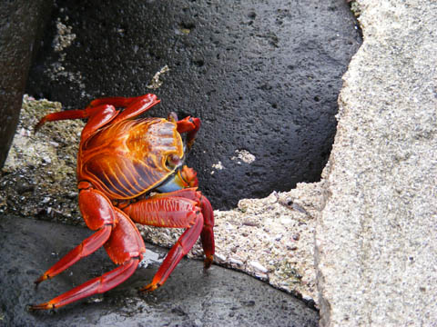 One of the spectacularly colorful crabs