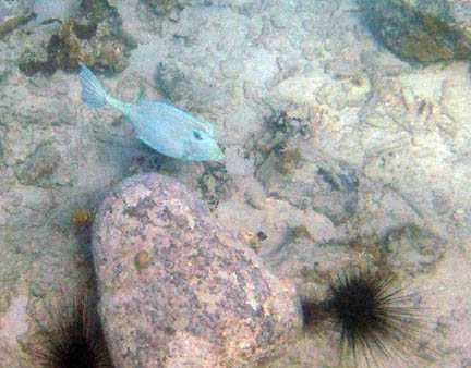 The fish is facing to the right 
          near a
          rock on a sandy bottom. There are two blck urchins at the bottom
          of the photograph. The fish has large eyes and a long tail. It is
          white or silvery in color with blue markings.