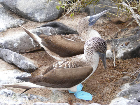 Courting Blue-Footed Boobies