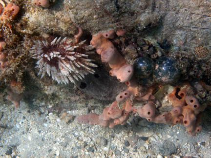 A coral boulder
            rises from a sandy bottom. On the left the tan-and-white-banded 
            arms of an
            anenome stick out from the coral. Starting in the middle and
            stretching down to the lower right, there isa lumpy light-red sponge
            with holes on nearly every lump. Nestled above the sponge are
            two shiny, dark-blue balls.
