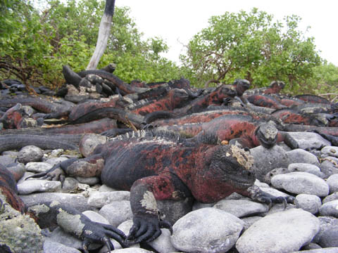 Red-tinted Marine Iguanas