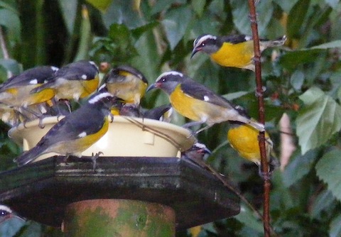 Seven bananaquits
      clustered around the feeder. They have bright yellow breasts,
      a long, downward curving beak, and a white stripe above
      their eyes.