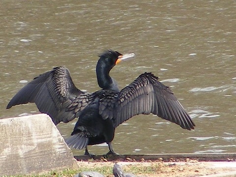 The dark-colored bird stands on a concrete island 
                  in Lake Elkhorn. Its back is turned toward the camera with
                   outstretched wings.
