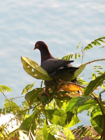 The pigeon is sitting in a tree with the waters of the bay in the background. It is shaped like a mourning dove. It is dark but its head and neck are marron. There is a patch of bare skin around its eye.