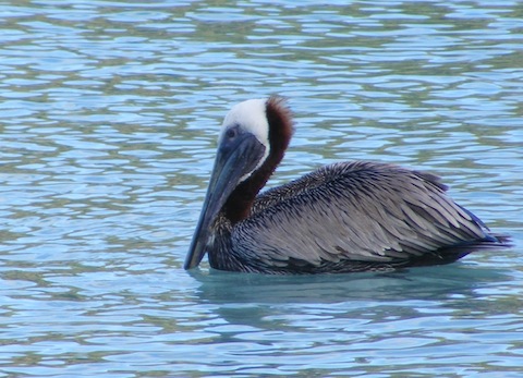The pelican is floating on the water. Its body is grey, its neck is brown and its head is white. Its bill is resting on its neck and the point is in the water.
