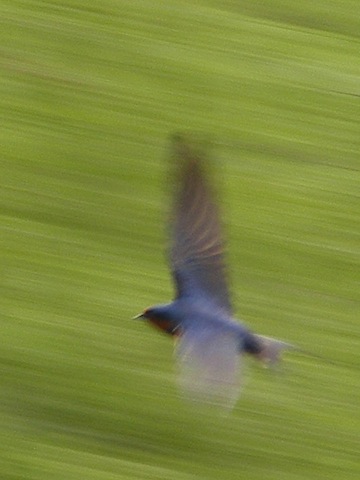 Photo of the bird in flight. Its blue back and a little
            of its rusty orange throat is visible. The wings and the
            background leaves are a blur.