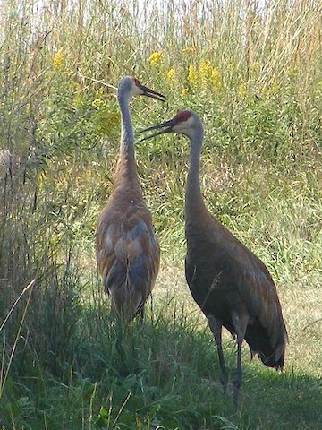 Two sandhill cranes stand in the shade of a tree 
                 with a backdrop of tall prairie grass. They long legs, 
                 bodies with subtle shades of tan feathers, long grey 
                 necks and red crests