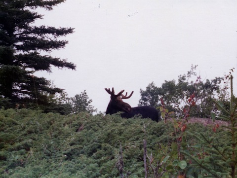 The moose head and antlers are silhouetted against the cloudy sky.