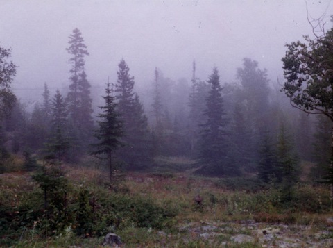Across a meadow, evergreens disappear into the fog.