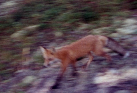 A red fox with a bushy tail runs to the left after having approached us closely near the campground.