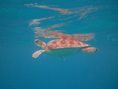 The turtle is near the surface
          for breathing. The shell color is an orangish brown.
          The image of the turtle is reflected from the surface
          of the water. 