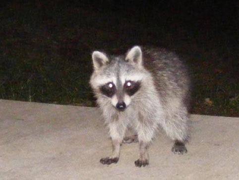 A raccoon stands outside the kitchen door