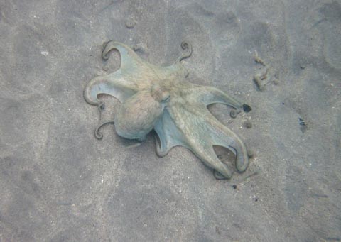 The octopus is on a sandy bottom
       with all eight legs visible. It is moving towards a
       hiding place