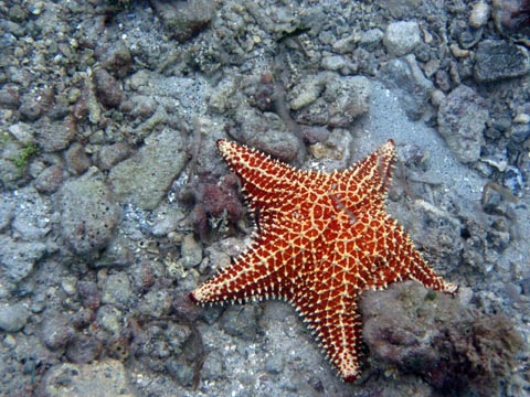 This sea star is orange
         colored but with a network of white spots covering its
         body. It is on a rocky bottom.