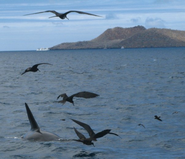 Orca and sea birds