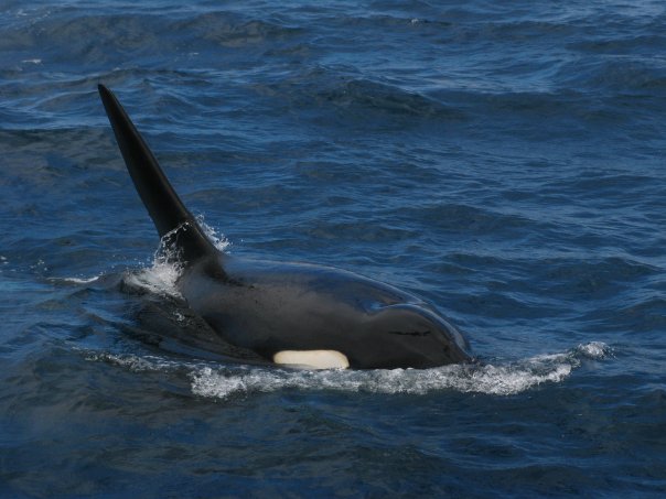 Orca close to side of Fragata