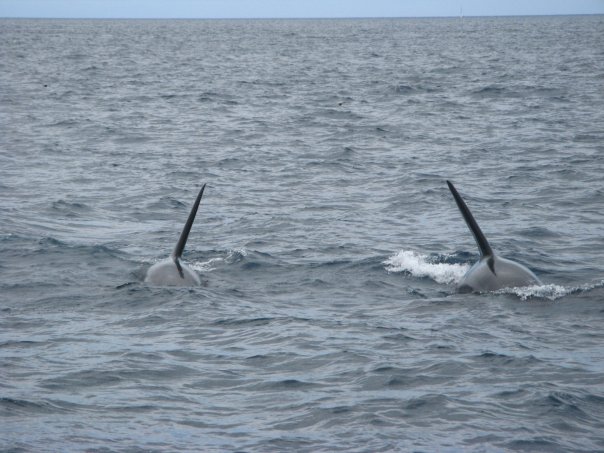 Two orca fins