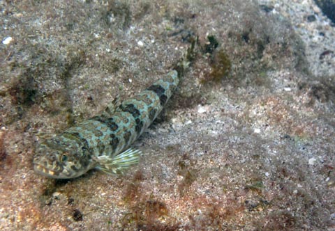The Sand Driver is lying on the bottom
         and is photographed about 30 degrees from the front. It has
         a green, brown and dark brown pattern around its body.