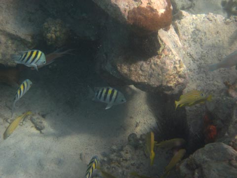 Four sergeant majors with their
         black and yellow bands and several yellow-and-blue striped
         French Grunts are swimming in front of crevices in the 
         rock. A small red sponge is at the right side of the photo.