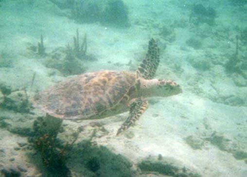 hawksbill 
turtle swaimming to the right