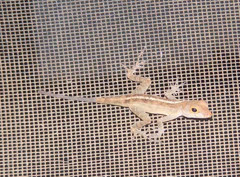 Our insect-supression lizard on
   one of the screens of the cottage