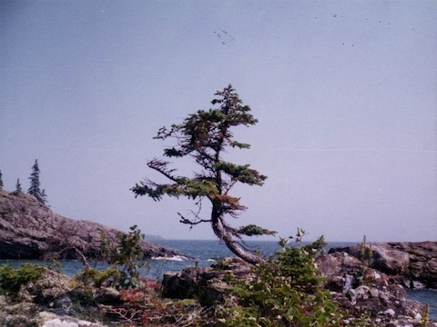 The wind-swept tree stands out against the blue sky and rocky shoreline at the end of land.