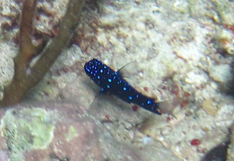 The body of this small fish
      is dark blue and it is covered with bright blue spots. 
      It is seen from above. The fins and tail are either
      white or transparent. The tail turns yellow when the fish
      matures.