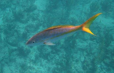 This is a medium-sized silver fish with
        a yellow tail, a yellow dorsal fin, a yellow line running along
        its side and yellow spots on the side above this line.
        It is swimming to the left.