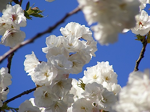 White blossoms silhouetted against a deep blue sky