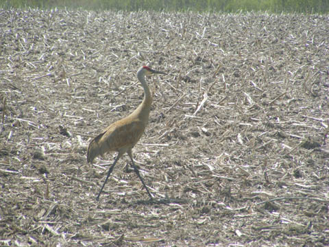 A sandhill crane with its red crest walking in a farmer's field.