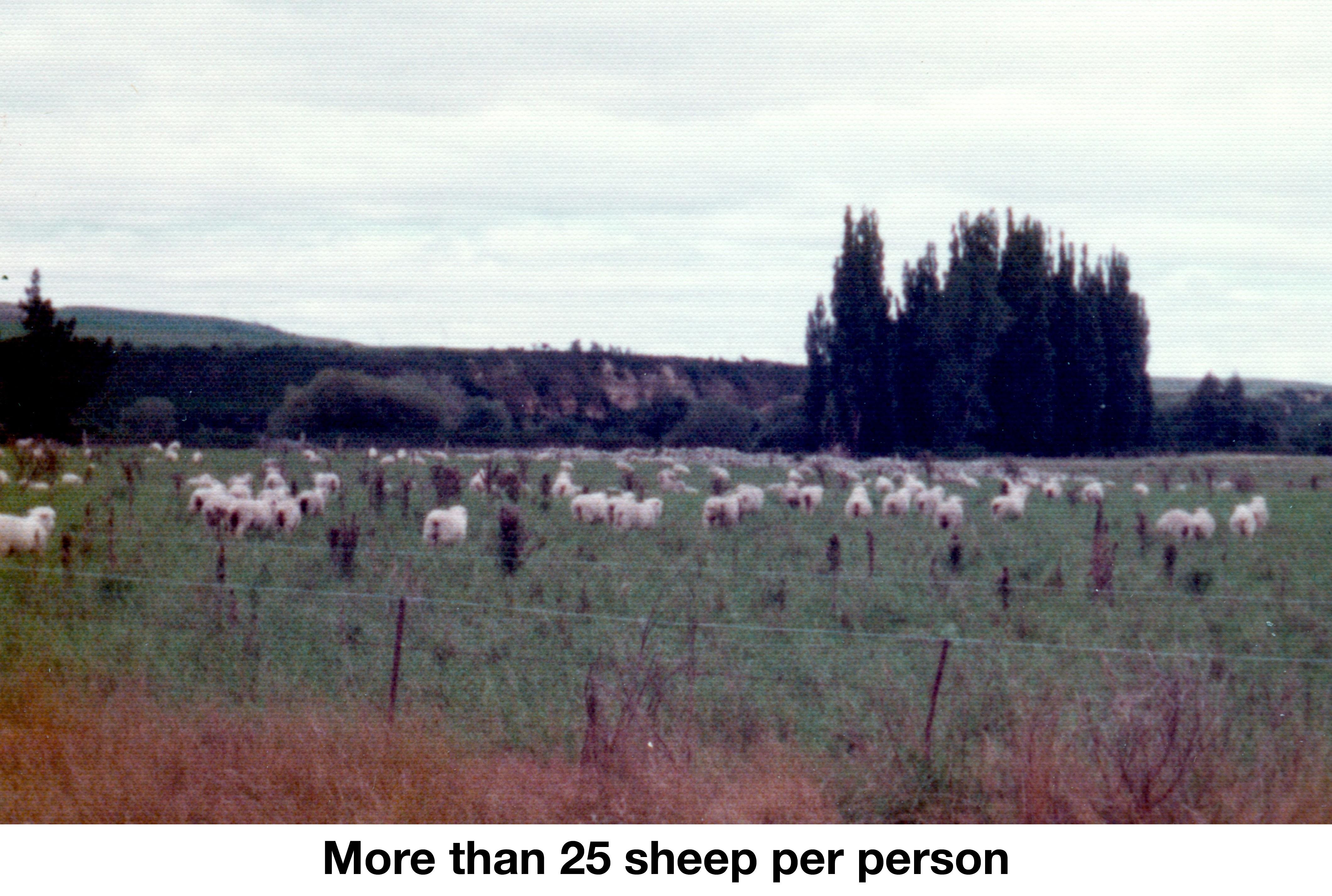 A field of sheep